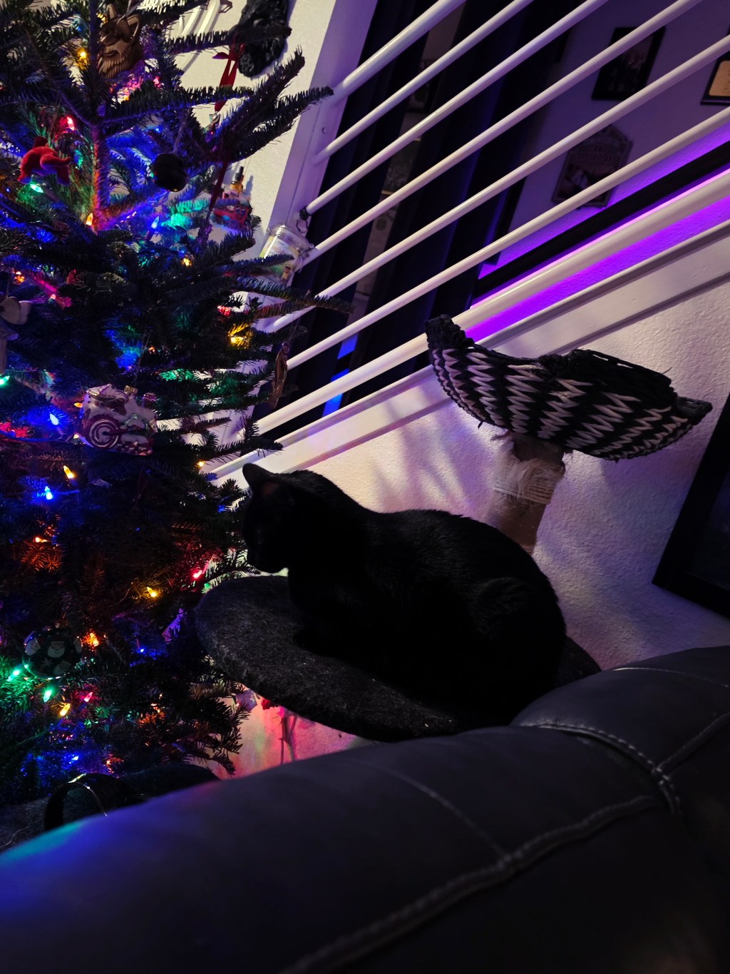 Kitty Christmas