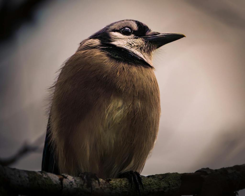 Let’s talk about Trump undermining the right’s biggest cause….