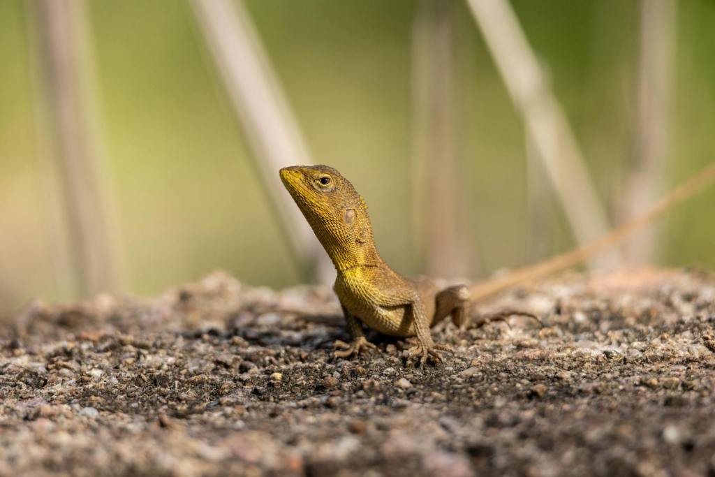 The Reptilian Elites Rule The World – David Icke | DEBRIEFED ep. 81