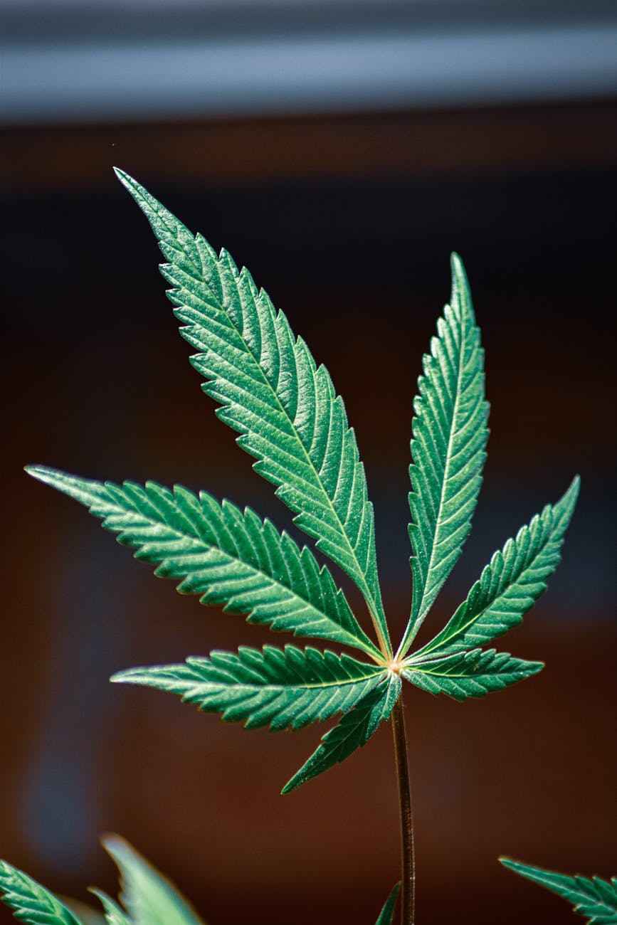 Weed Is Now OFFICIALLY A Schedule III Drug – The Gonzo&nbsp;Wolf