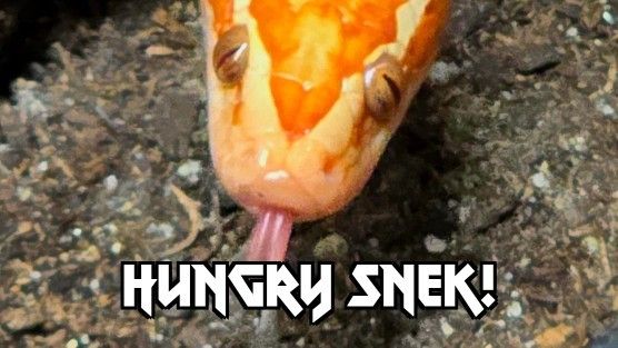 Scarlett Gets Her&nbsp;Mouse!