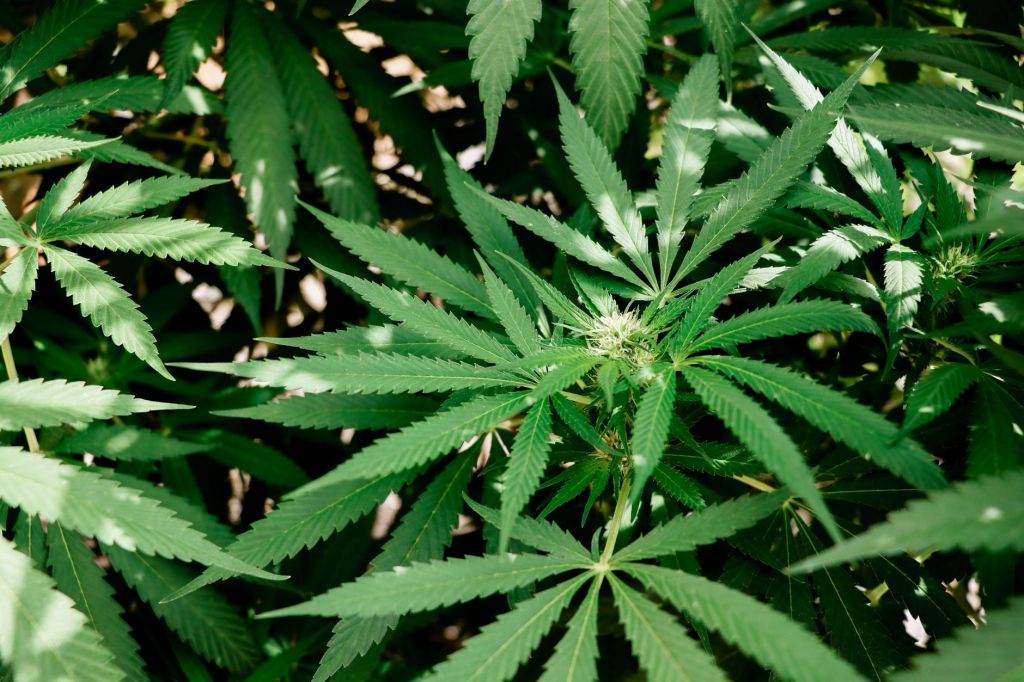 Repost: Combining Marijuana And Music Enhances Medical Benefits, Reduces Prescription Drug Use And Boosts Emotions, Government-Funded Study&nbsp;Shows